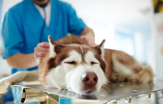 Sick Husky at Vet